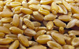 AAG, Inc. - wholesale supplier for brewers rice and wheat for pet food manufacturers